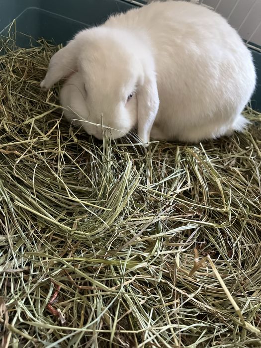 Продам декоративных кроликов
