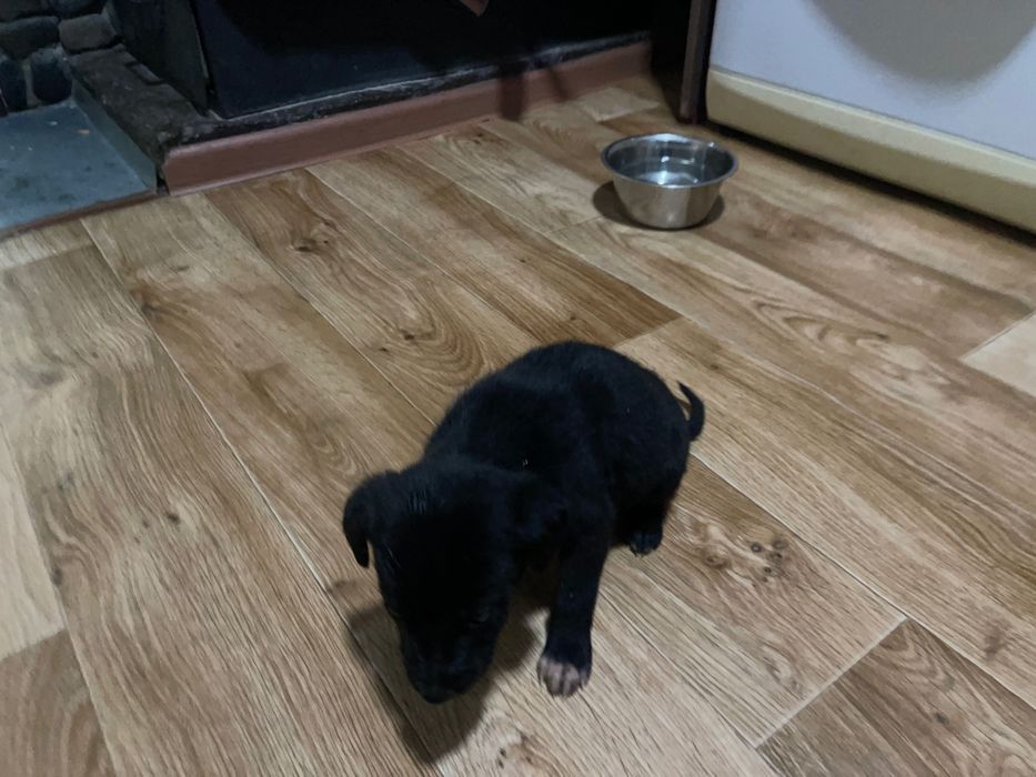 Отдам в добрые руки собачку