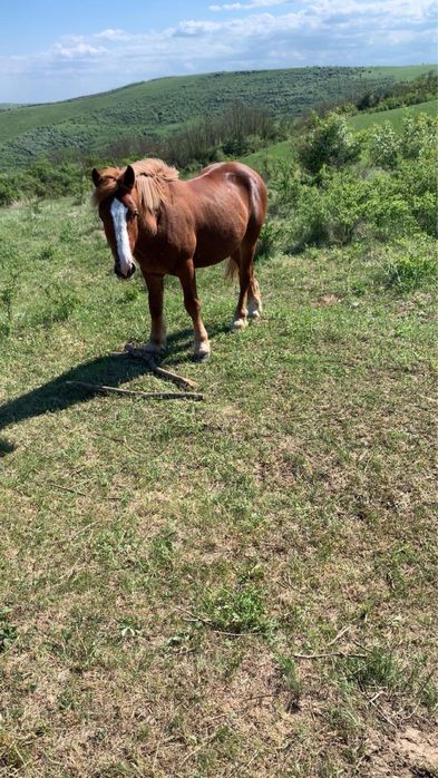 Vând mânz de un an și 9 luni