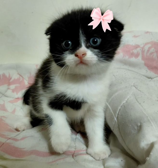 Выслоухие котята