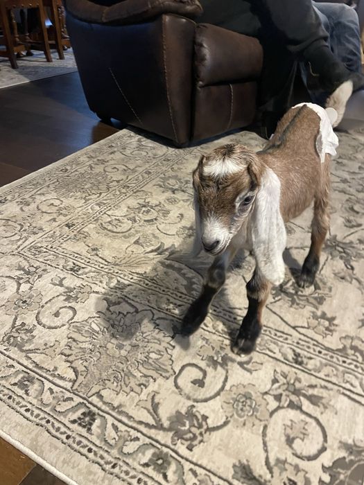 Ieduță anglo-nubiană