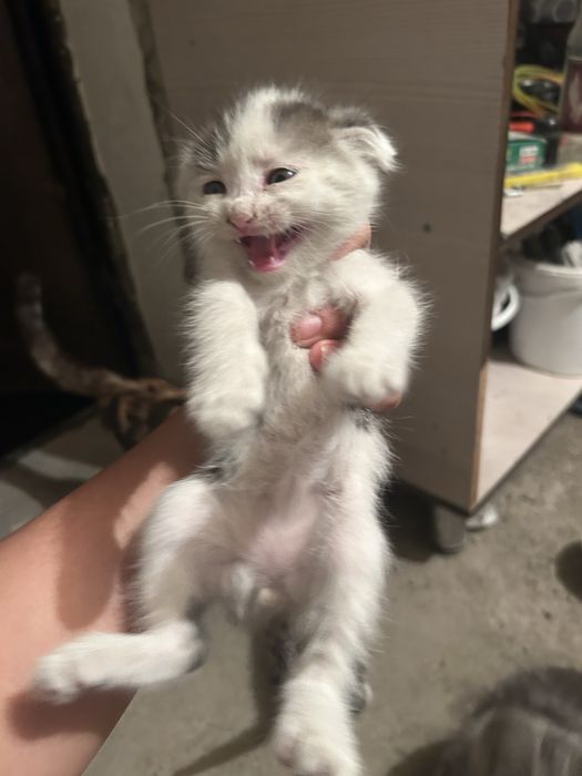 Котята веслоухие