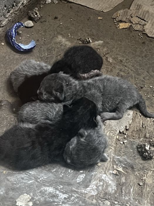 Britsh shorthairga ohshash serik mushuk urg’ochi yoshi 2.5yosh sotilad