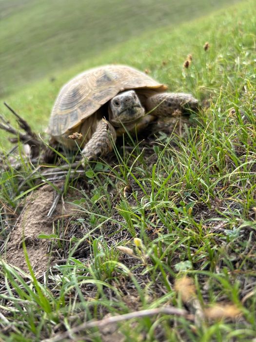Черепаха цена 5000