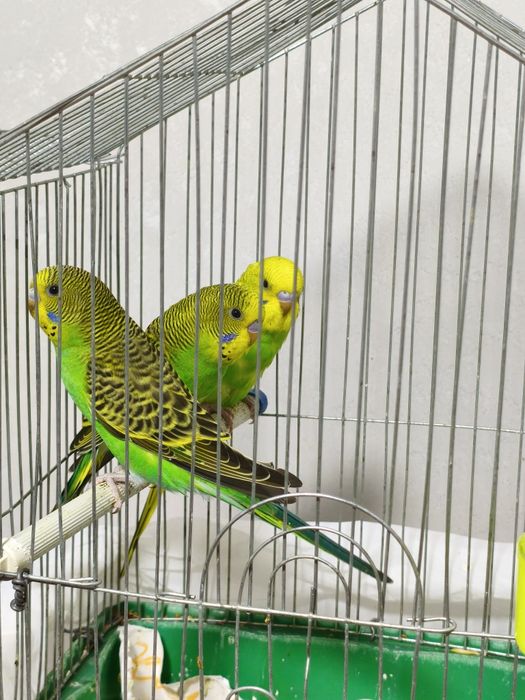 Валныстие папугай