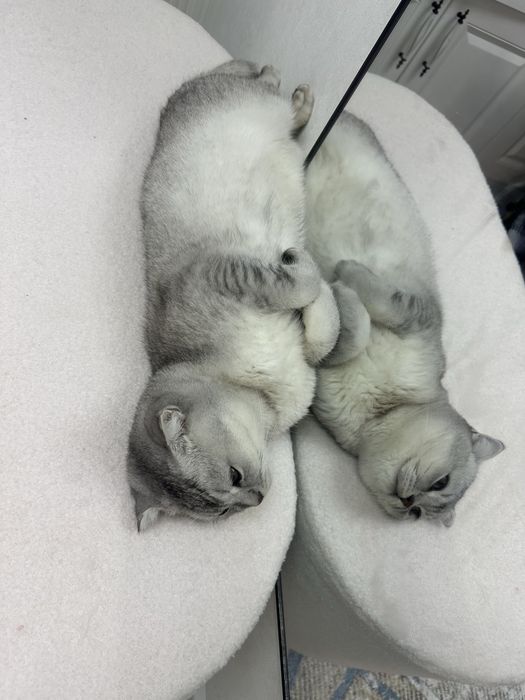 Шотландский вислоухий