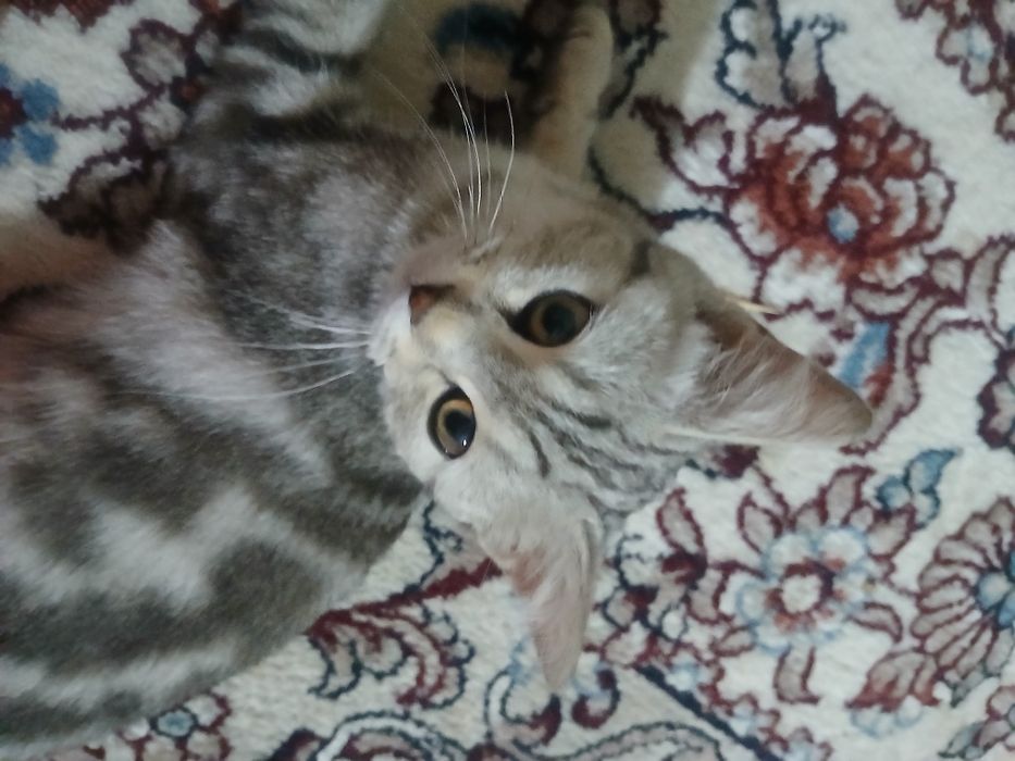 Hadiyaga mushuk beriladi