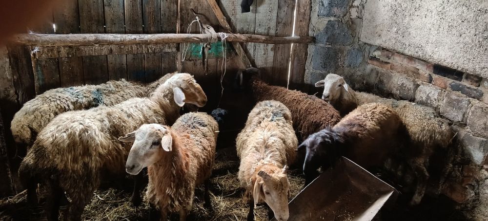 Продам Кошкаров (20 голов)