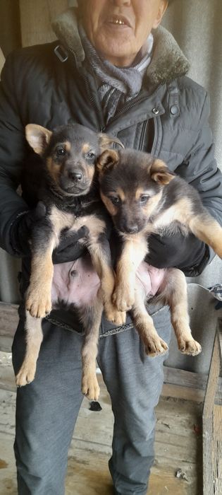 Щенки немецкой овчарки