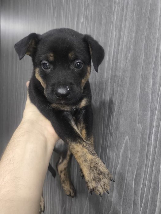 Отдаём щенков стафорда в добрые руки.