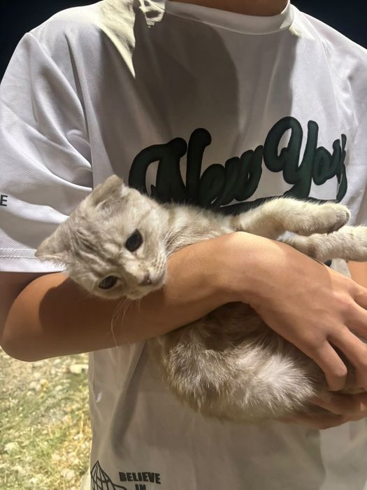 Шатланский кошка