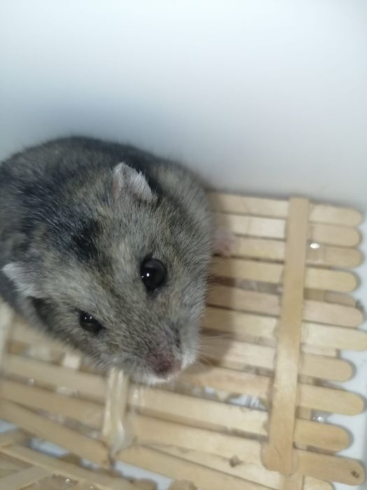 Vând pui și mama de hamster pitic