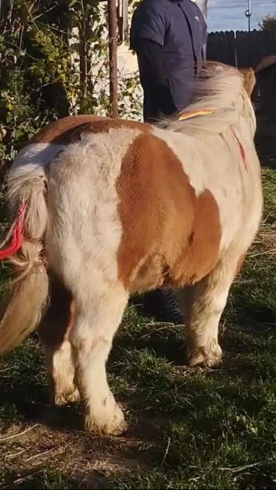 De vnzare ponei deosebite