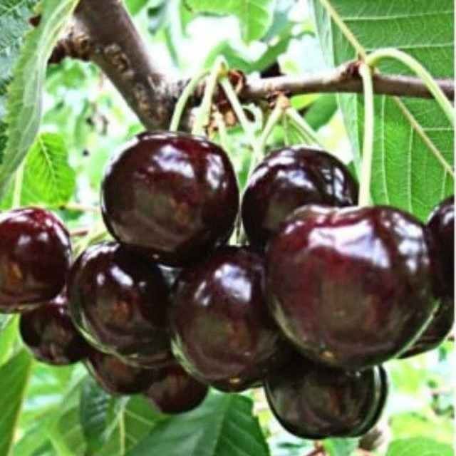 Achchiq gilos koʼchatlar vishniya