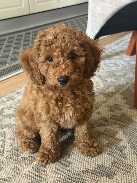 Poodle miniature baietel de vanzare