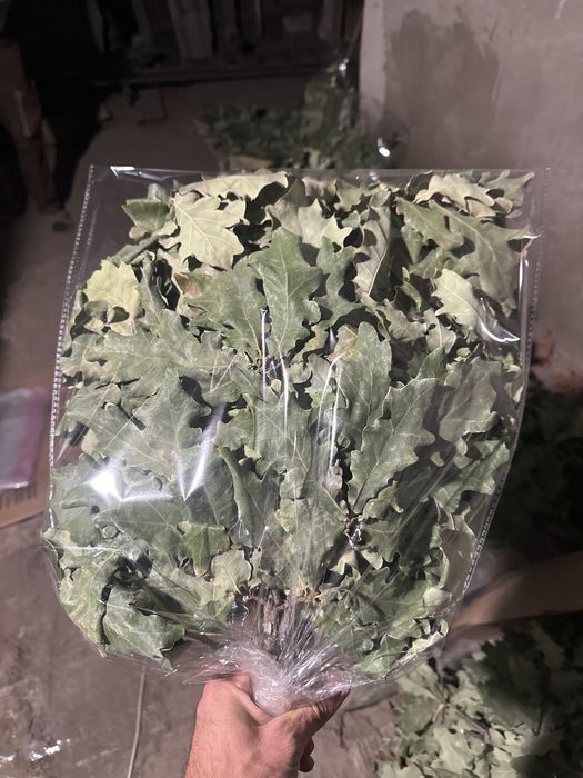 Продам дубовый веник
