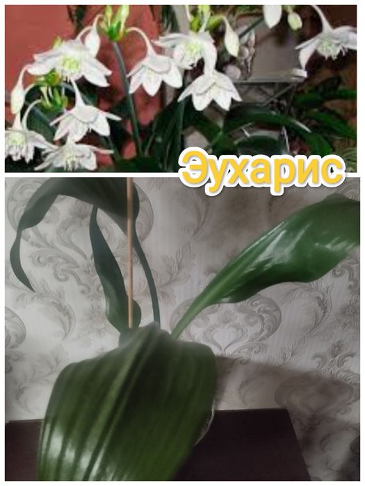 Комнатные растения