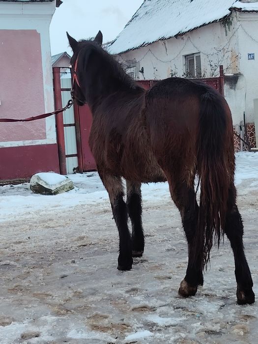 Mânză disponibilă