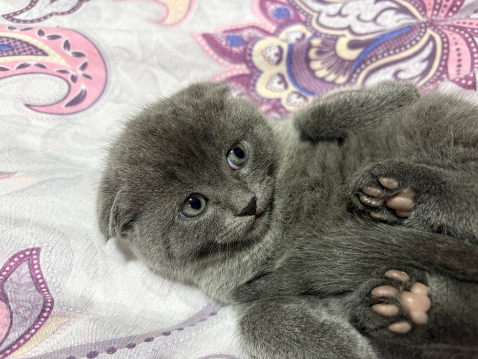 Вислоухие котята