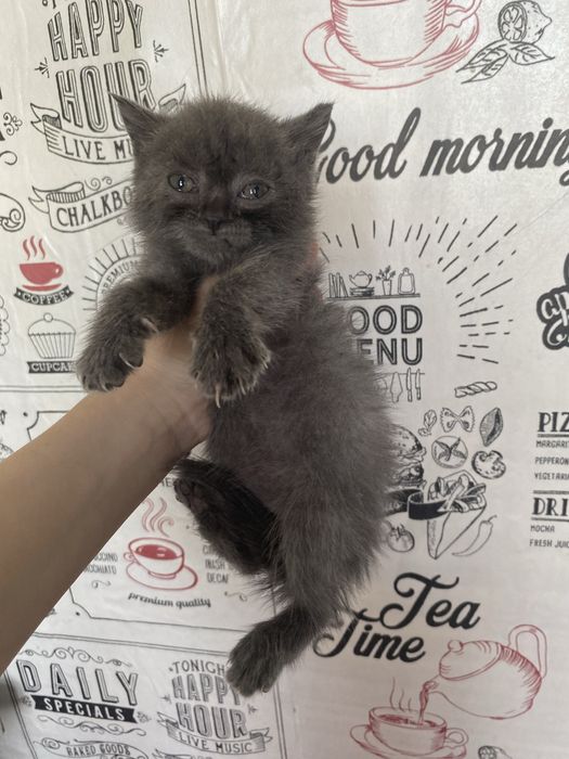 Обменяю на 2 попугаев с клетками