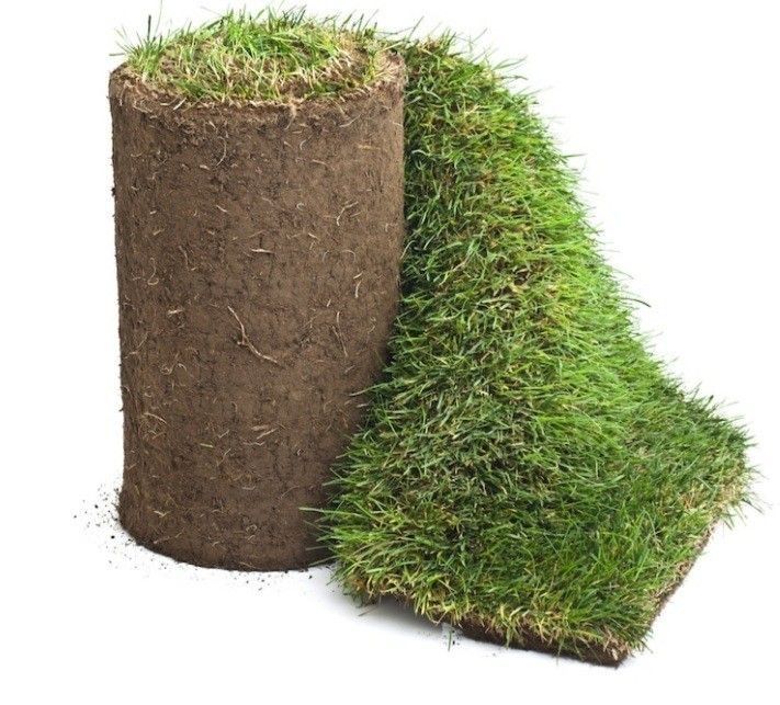 Газон дайын жерге койылады