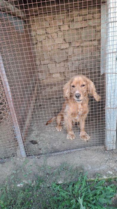 Куче търсач на трюфели