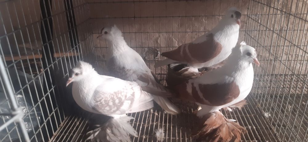 Vand schimb Randunele de Saxonia