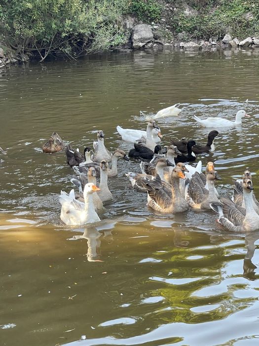 De vanzare Gascani Americane / Africane
