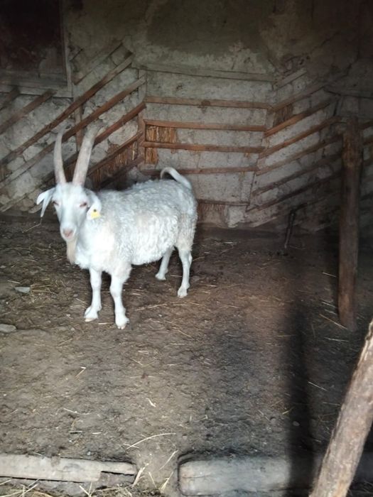 Ұсақ малдар сатылады