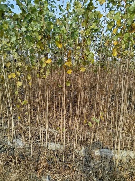 Кучат Тераг,Тут,Кайрагоч.