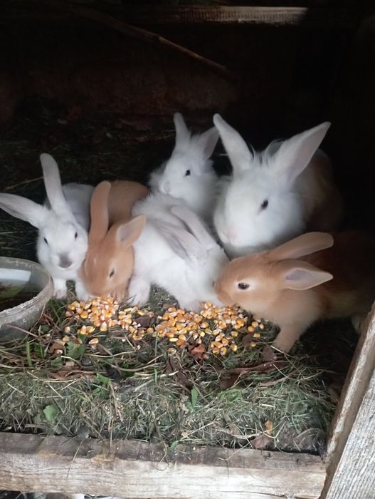 Vând iepuri de categorie mica