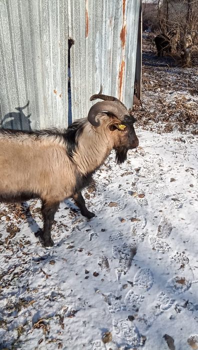 Козел альпийской породы