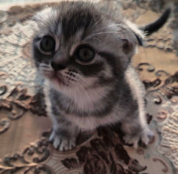 Вислоухих Шотландские Котята