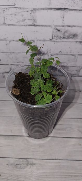 Продам ростки комнатных цветов