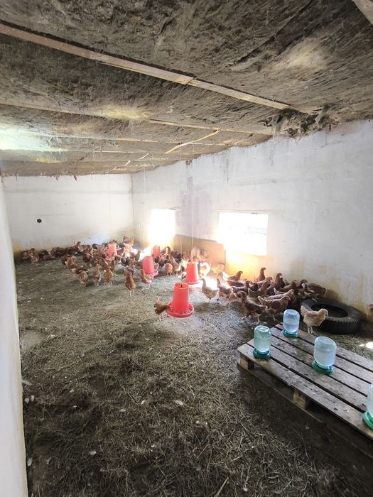 Ломан Браун цена 3350тг