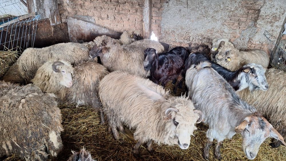 Oi de tăiat slăbuțe