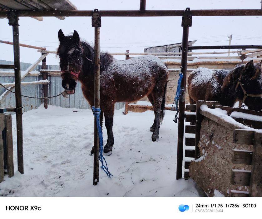 Продам кобылу с жеребенком