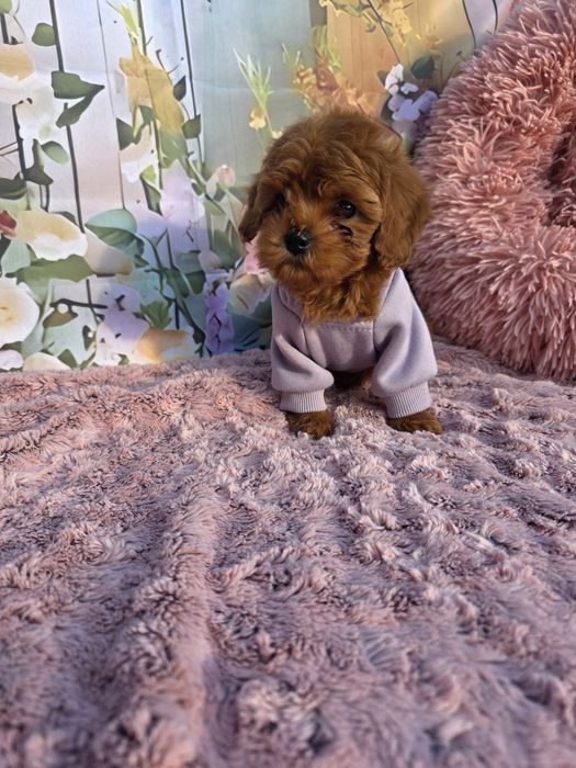 Всички ваксини!Малтипу момичета/майка малтипу баща тийкъп пудел