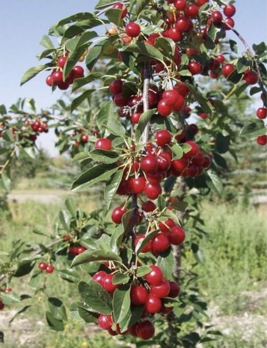 Pomi columnari , trimitem in toata tara