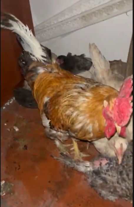 Атеш сатылады…..