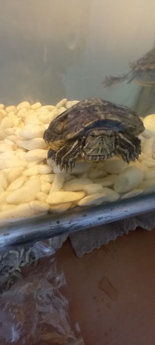 Продаю красноухую черепаху