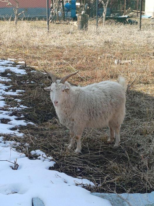 Козы ангорские с