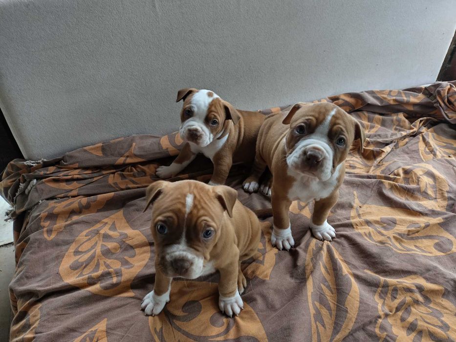 Американски питбул териер ,,Ред ноус''(American pitbull terrier Red nose)