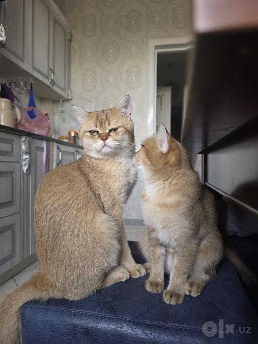 Кот на вязку !!! Чистокровный шиншила золотая