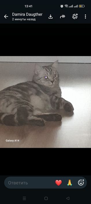 Отдам в  добрые руки