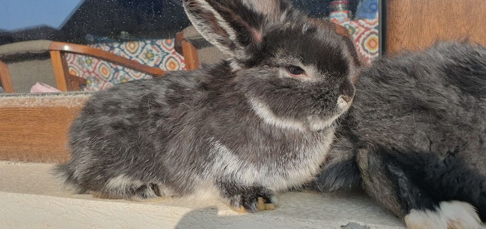 Karlik baran/ карликовые кролики