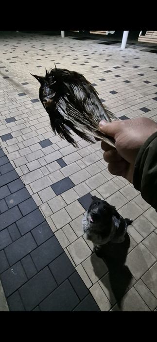 Руский Спаниель щенок 6 месяцев