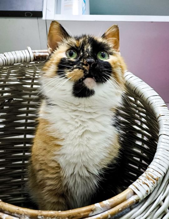 Pisica Spice Latte o să te cucerească instant. Adopt-o!