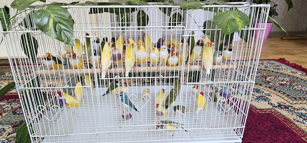 Зудлик билан сотилади  молодойлар ва таёр гульдалар