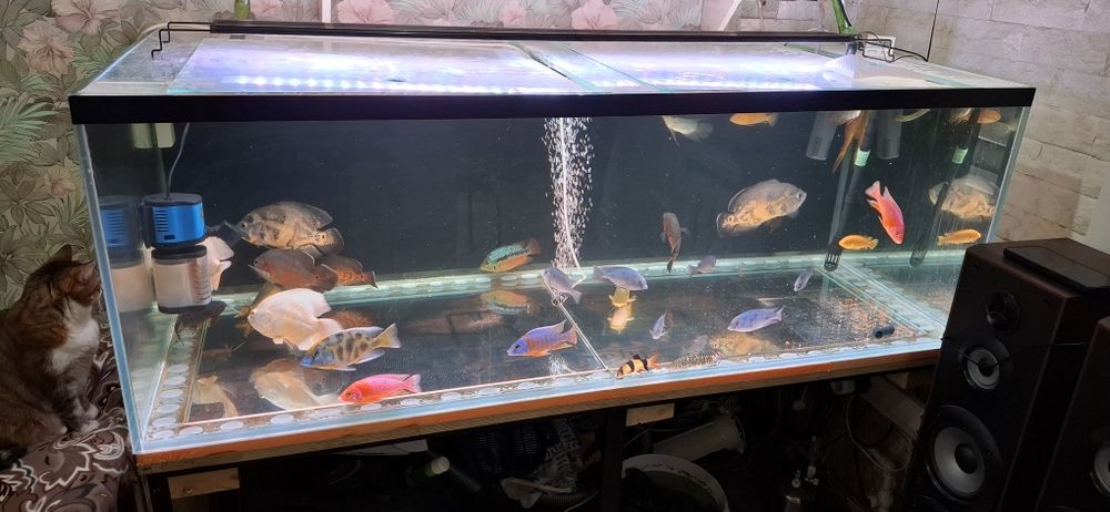 Продаю большой аквариум.